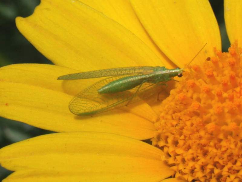 Chrysoperla sp.